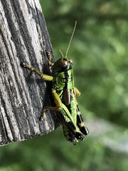 Miramella carinthiaca