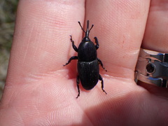 Scyphophorus yuccae