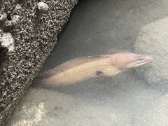 Gymnothorax nudivomer