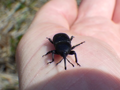 Scyphophorus yuccae