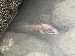 Gymnothorax nudivomer