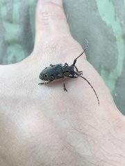 Mesosa curculionoides