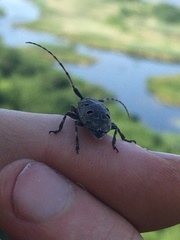 Mesosa curculionoides