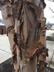 Betula papyrifera