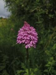 Anacamptis pyramidalis