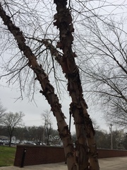 Betula papyrifera