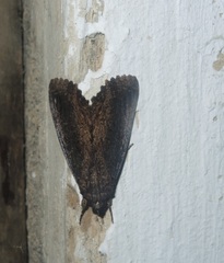Ercheia