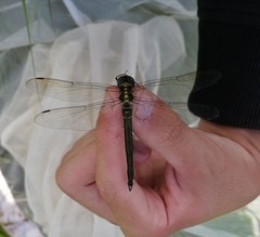 Somatochlora exuberata