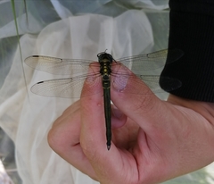 Somatochlora exuberata