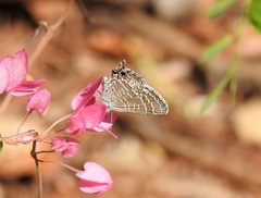 Theclinesthes miskini