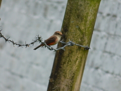 Pyrocephalus rubinus piurae