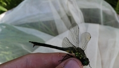 Somatochlora exuberata