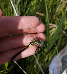 Somatochlora exuberata