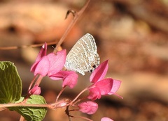 Theclinesthes miskini