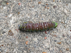 Syssphinx bisecta