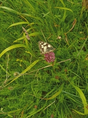 Melanargia galathea
