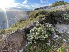 Paronychia argyrocoma