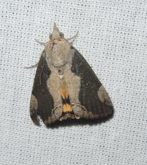 Ercheia
