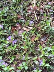 Vinca minor