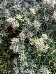 Paronychia argyrocoma