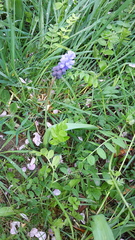 Muscari latifolium