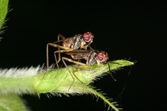 Hemichaeta scutellata