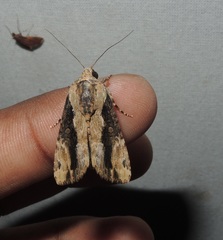 Ercheia