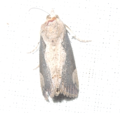Ercheia