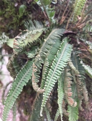 Polypodiopsida