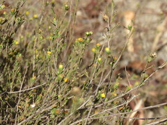 Marasmodes trifida