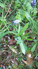 Muscari latifolium