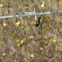 Marasmodes trifida