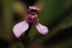 Eriochilus scaber scaber