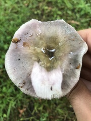 Russula ionochlora
