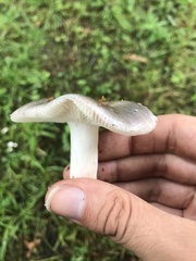 Russula ionochlora