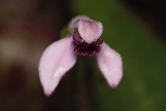 Eriochilus scaber scaber