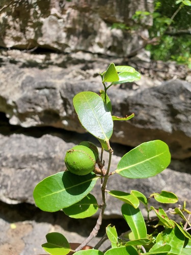 Salacia madagascariensis image