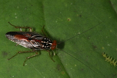 Euphyllodromia angustata