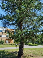 Larix decidua