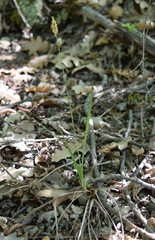 Carex michelii
