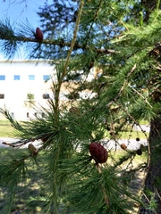 Larix decidua