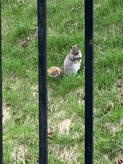 Sciurus carolinensis