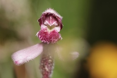 Eriochilus scaber scaber