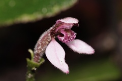 Eriochilus scaber scaber
