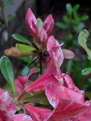 Euodynerus apopkensis