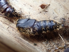 Lymantria dispar dispar