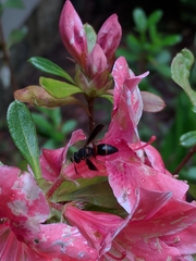 Euodynerus apopkensis