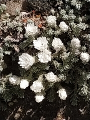 Castroviejoa frigida