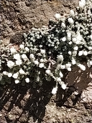 Castroviejoa frigida
