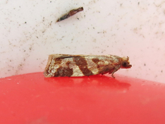 Archips mortuana